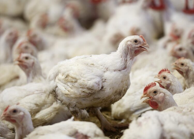 Peace to the plates! War on the animals!