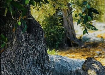 Pledge under a tree | Eurozine